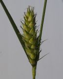 Image of taxon representative. Author is Андрей Комраков