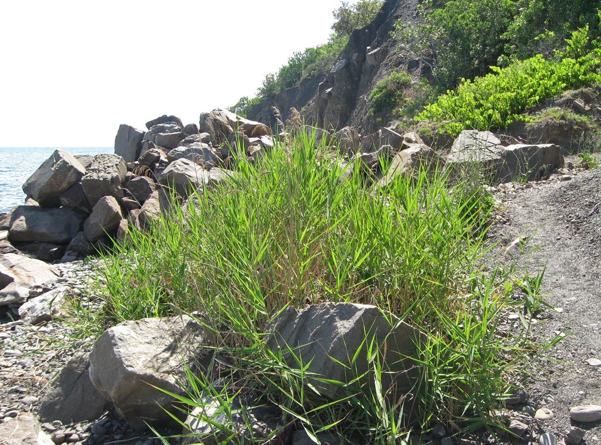 Изображение особи Phragmites australis.