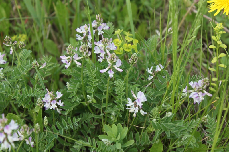 Image of Astragalus alpinus specimen.