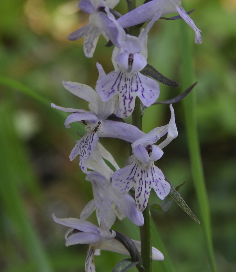 Изображение особи Dactylorhiza saccifera.