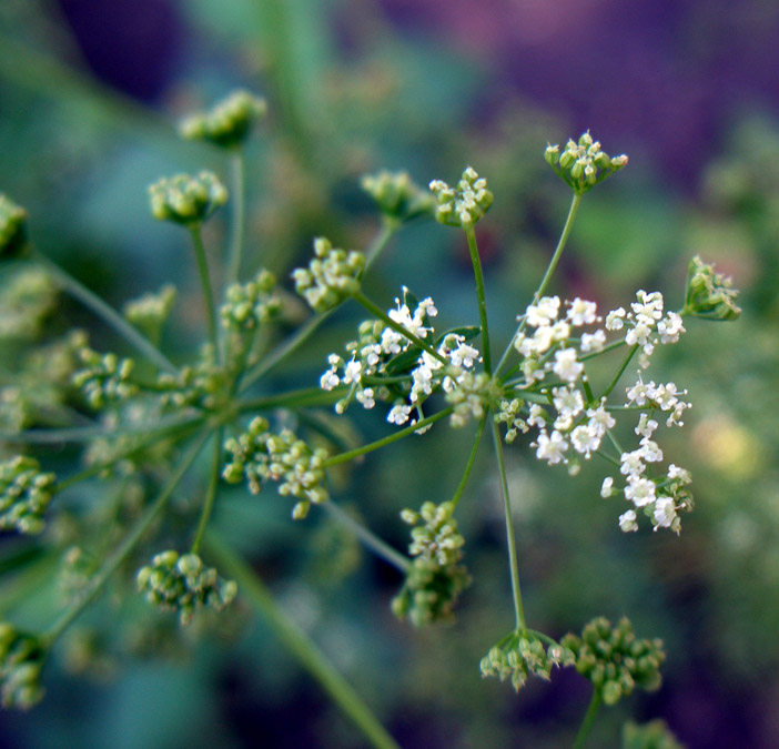 Изображение особи Apium graveolens.