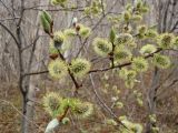 Salix caprea. Ветви с мужскими цветками. Камчатский край, Елизовский район, окр. г. Петропавловск-Камчатский, пойма р. Авачи, подлесок каменноберёзового леса. 30.05.2013.
