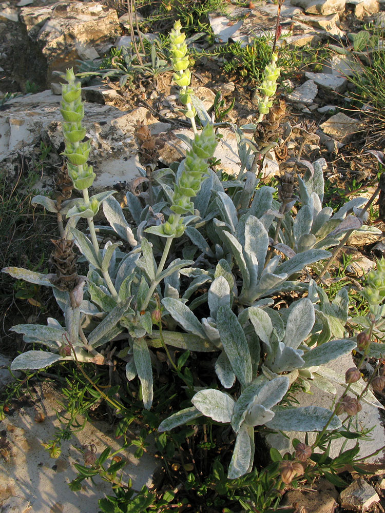 Image of Sideritis euxina specimen.