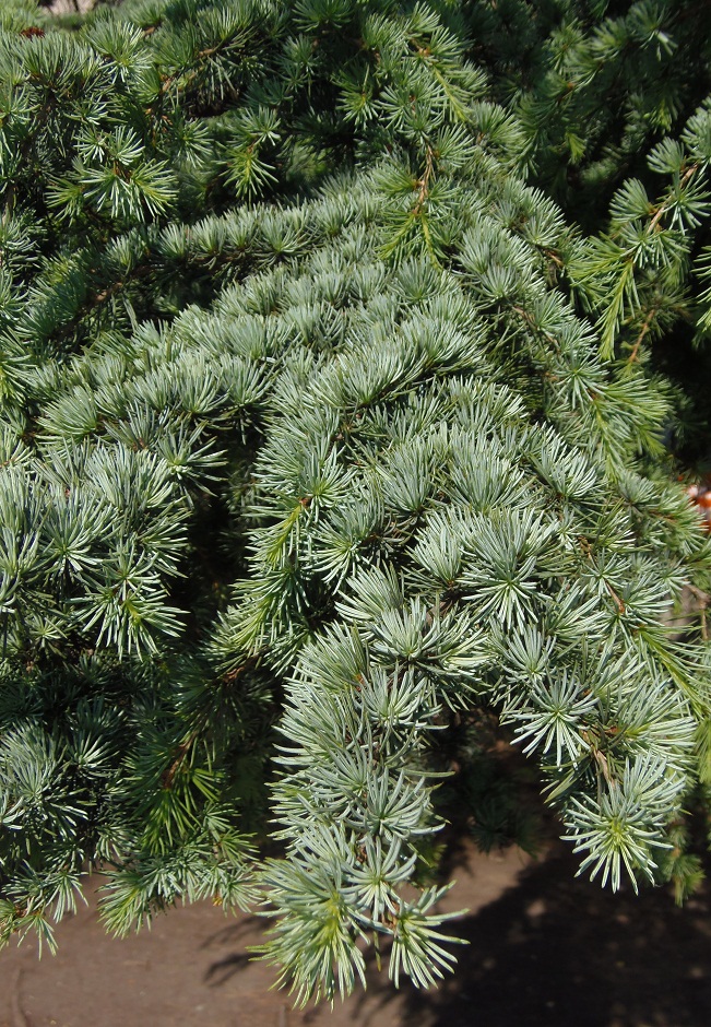 Image of Cedrus atlantica specimen.