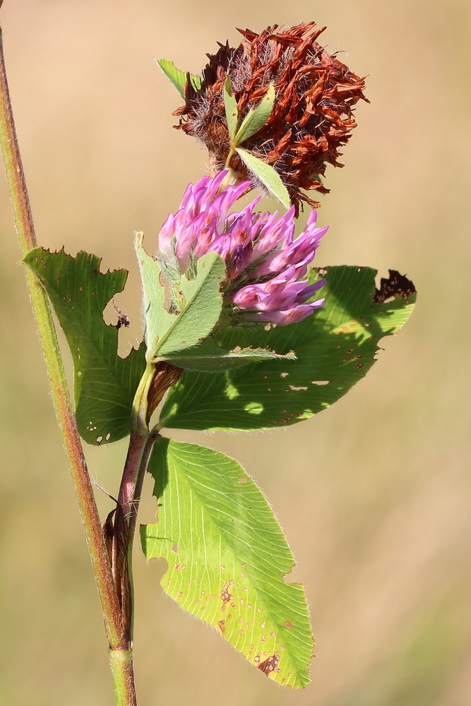 Image of Trifolium pratense specimen.