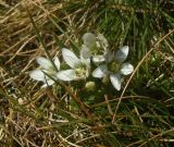 Gentianella bulgarica. Соцветие. Болгария, Национальный парк Пирин. 14.08.2013.