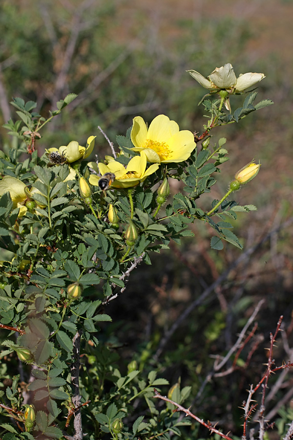 Image of Rosa kokanica specimen.