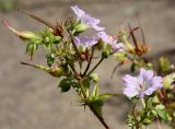 Geranium nodosum