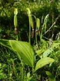 Cypripedium guttatum. Плодоносящие растения. Якутия, Хангаласский улус, национальный природный парк \"Ленские столбы\". Июль 2013 г.