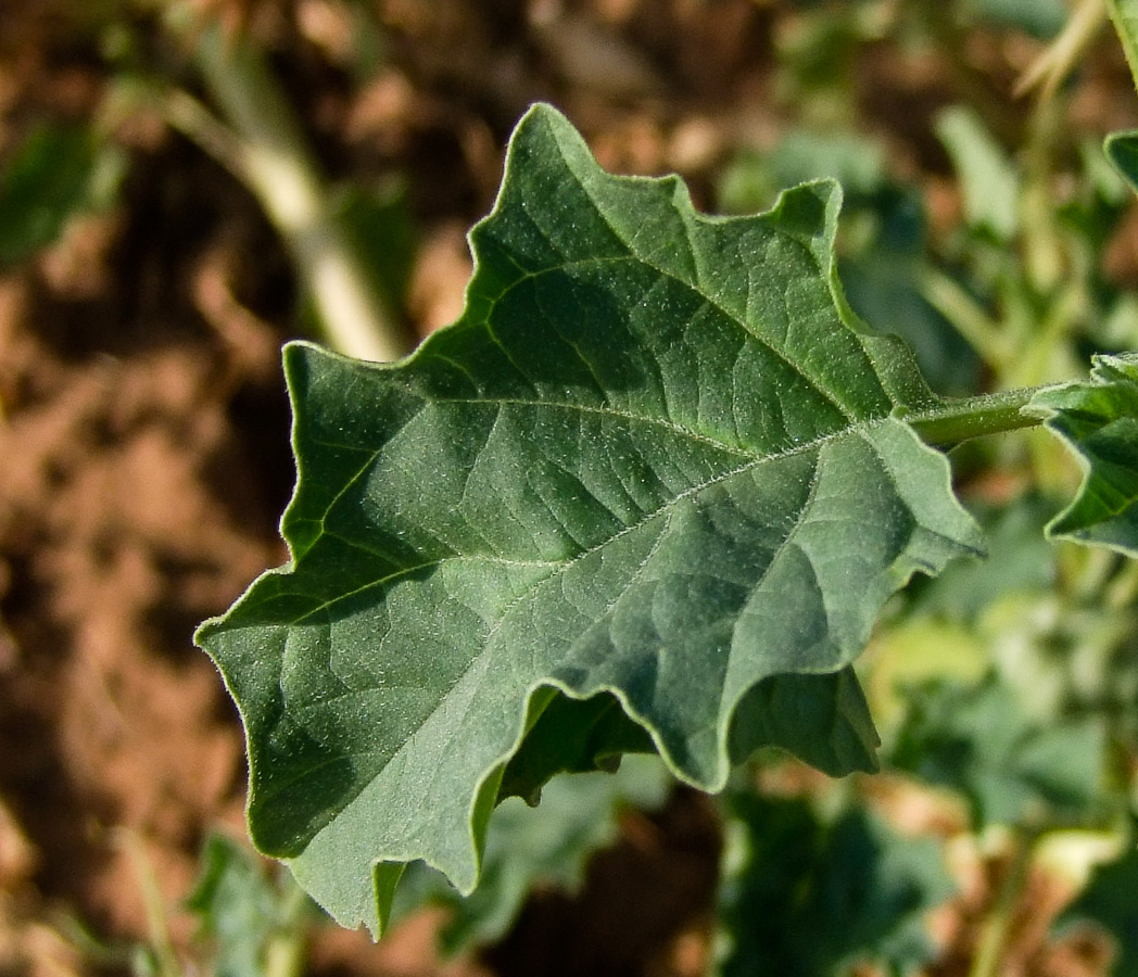 Изображение особи Datura ferox.