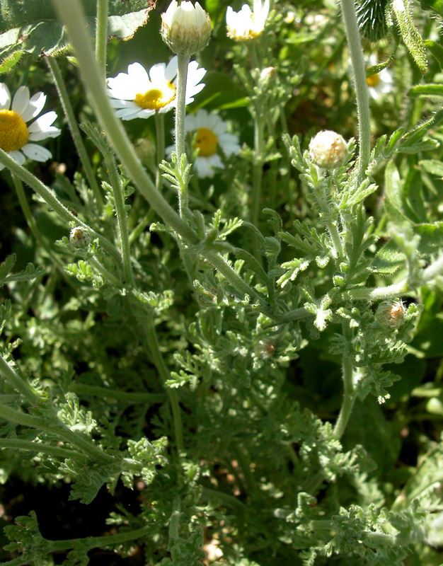 Image of Anthemis ruthenica specimen.