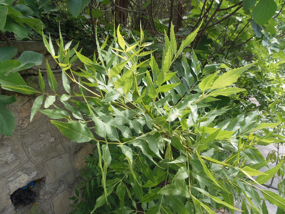 Image of Fraxinus oxycarpa specimen.