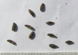 Image of taxon representative. Author is Сергей Банкетов