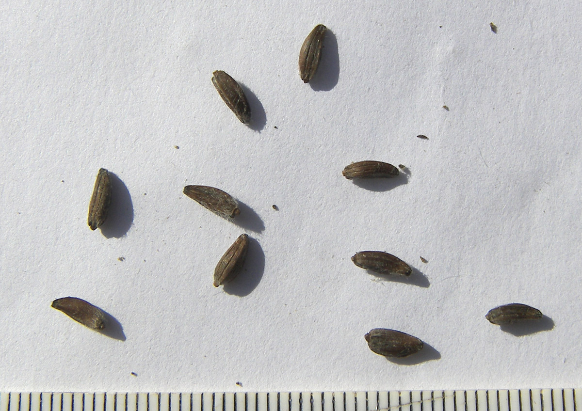 Image of Cephalaria coriacea specimen.