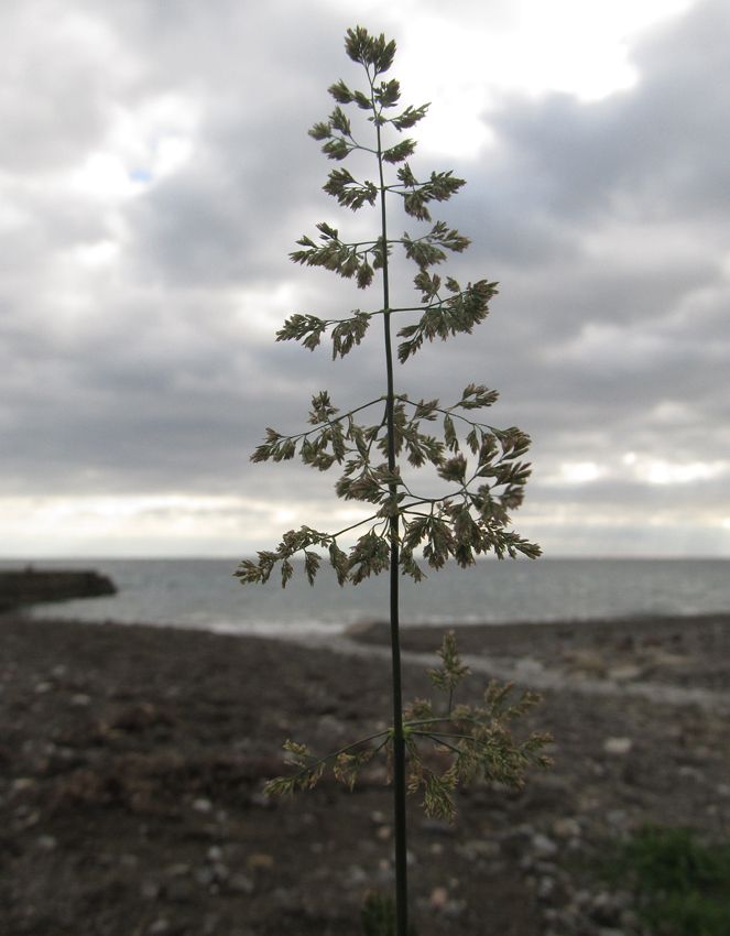 Image of Agrostis stolonifera specimen.