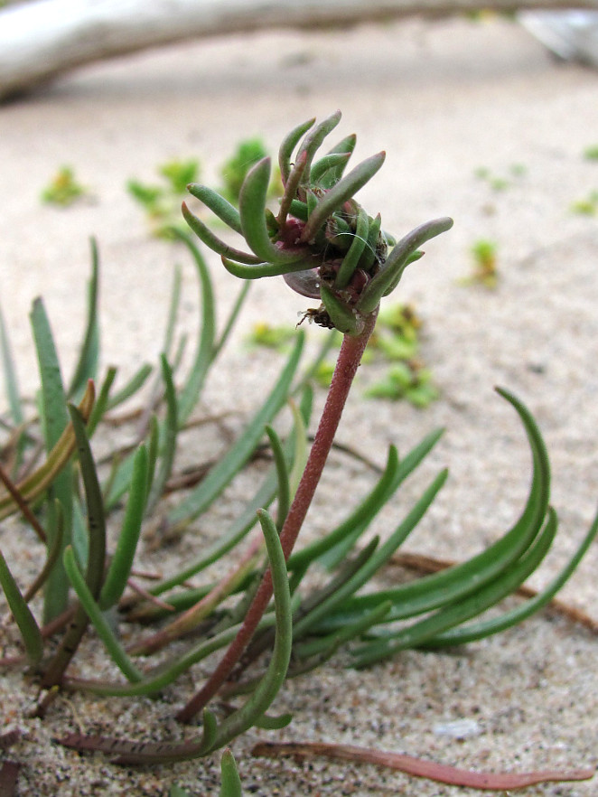 Изображение особи Plantago maritima.