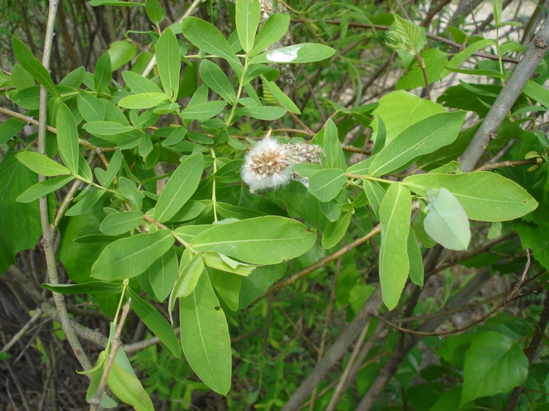 Image of Salix integra specimen.