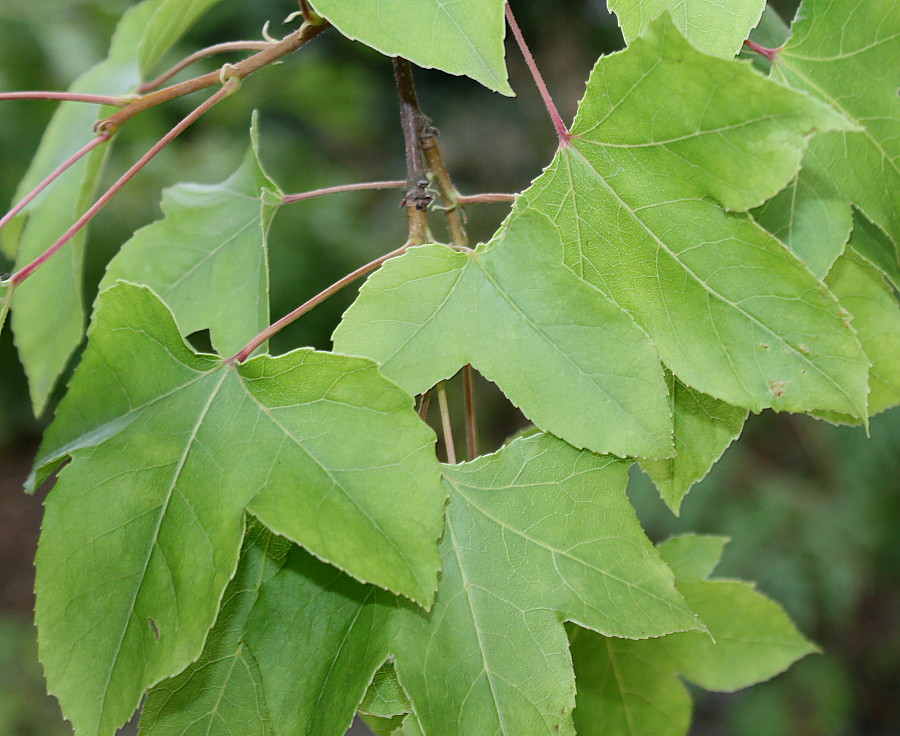 Изображение особи Liquidambar formosana.