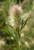 Trifolium arvense