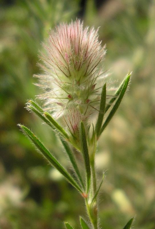 Изображение особи Trifolium arvense.