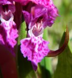 Dactylorhiza euxina