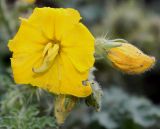 Solanum cornutum