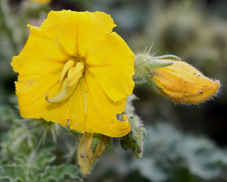 Image of Solanum cornutum specimen.