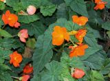 Begonia &times; tuberhybrida