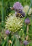 Allium fistulosum