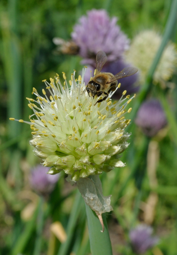 Изображение особи Allium fistulosum.