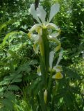 Iris orientalis