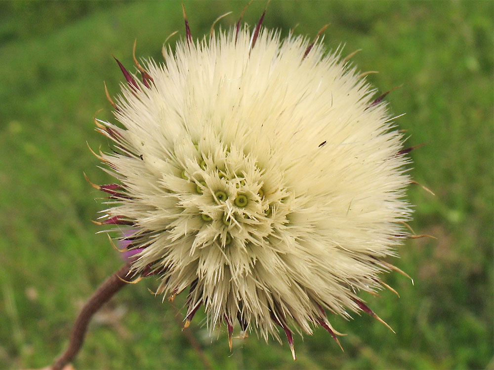 Image of Jurinea calcarea specimen.