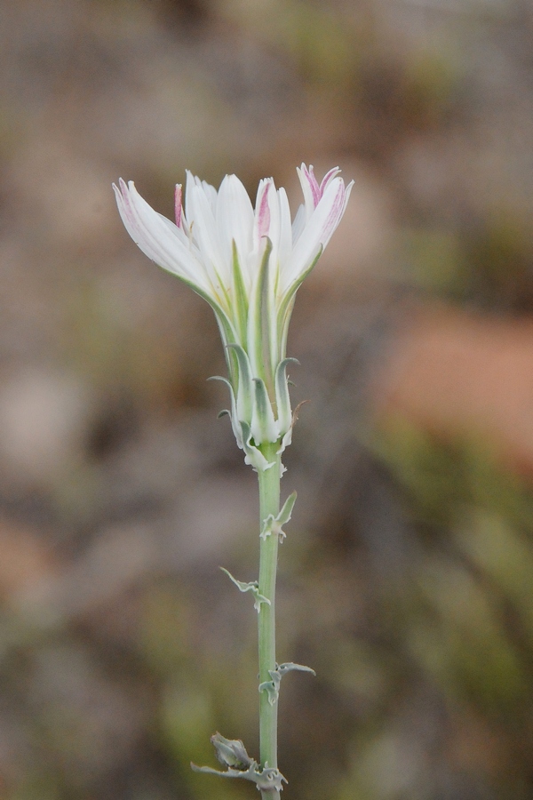 Image of Rafinesquia neomexicana specimen.
