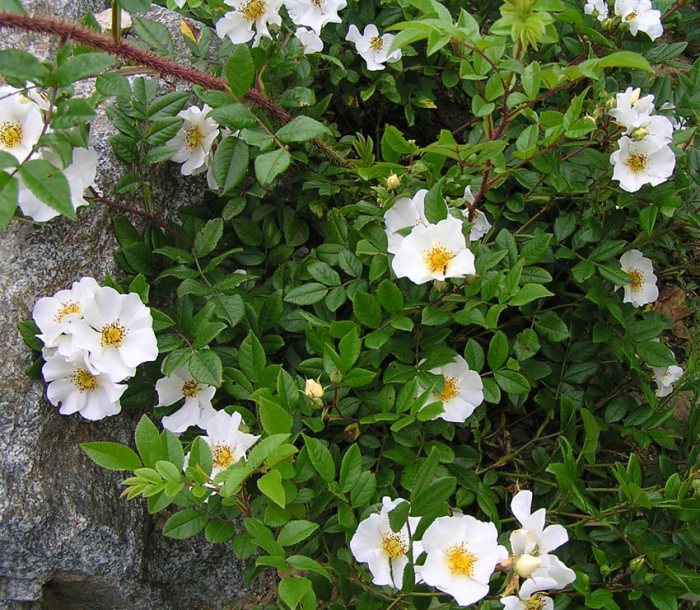 Изображение особи Rosa maximowicziana.
