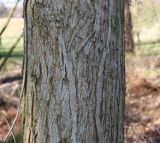 Carya tomentosa