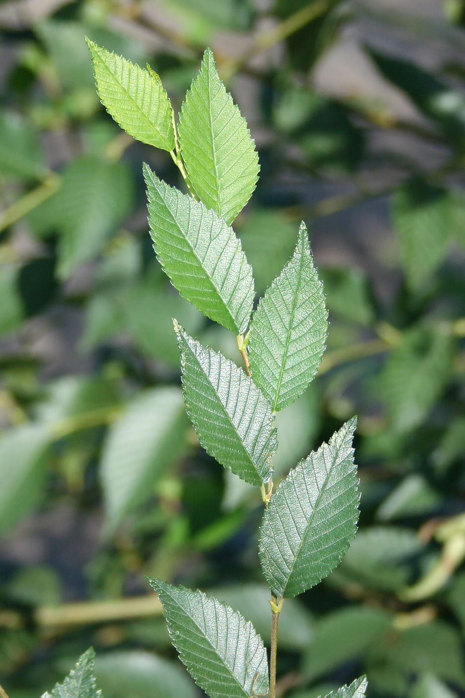 Изображение особи Ulmus pumila.