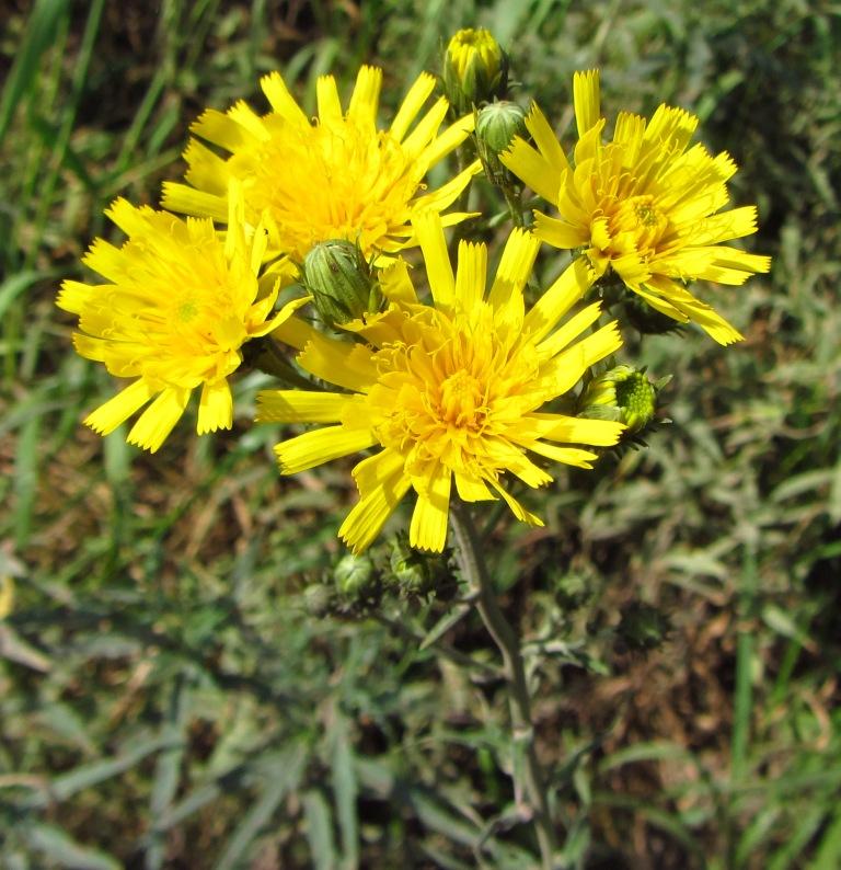 Изображение особи Hieracium umbellatum.