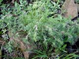genus Artemisia