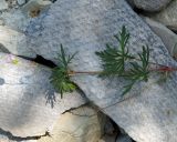 Geranium columbinum