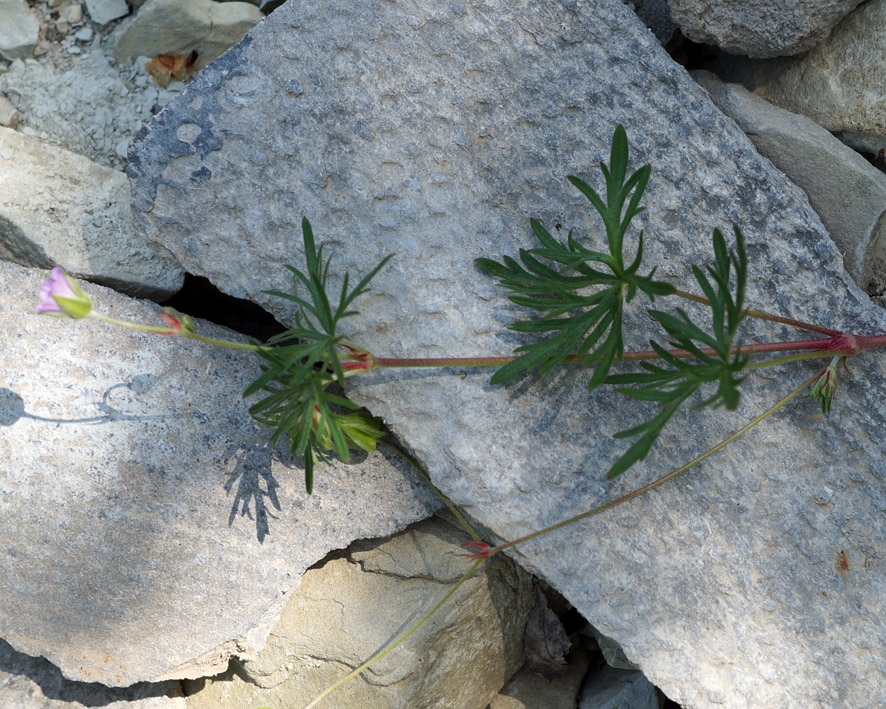 Image of Geranium columbinum specimen.