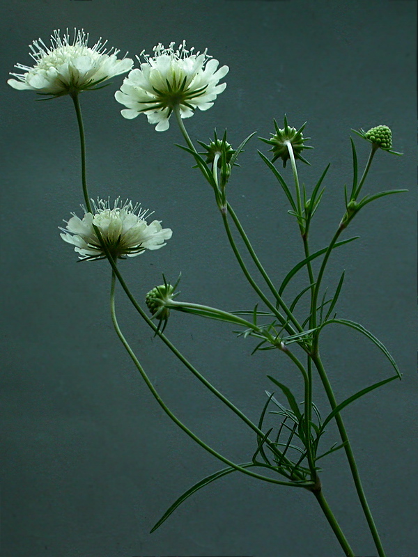 Image of Scabiosa ochroleuca specimen.