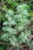 Artemisia absinthium