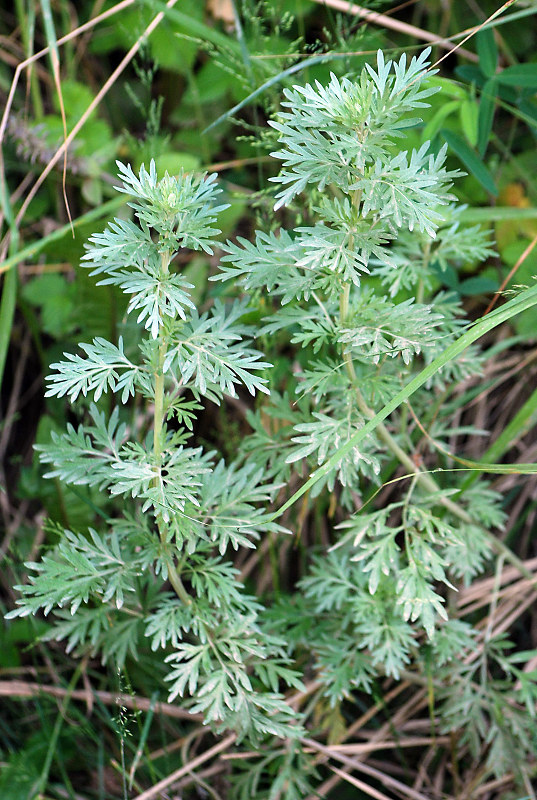 Image of Artemisia absinthium specimen.