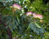 Albizia julibrissin. Ветвь с соцветиями и плодами. Южный берег Крыма, г. Алушта, городское озеленение. 22 августа 2013 г.