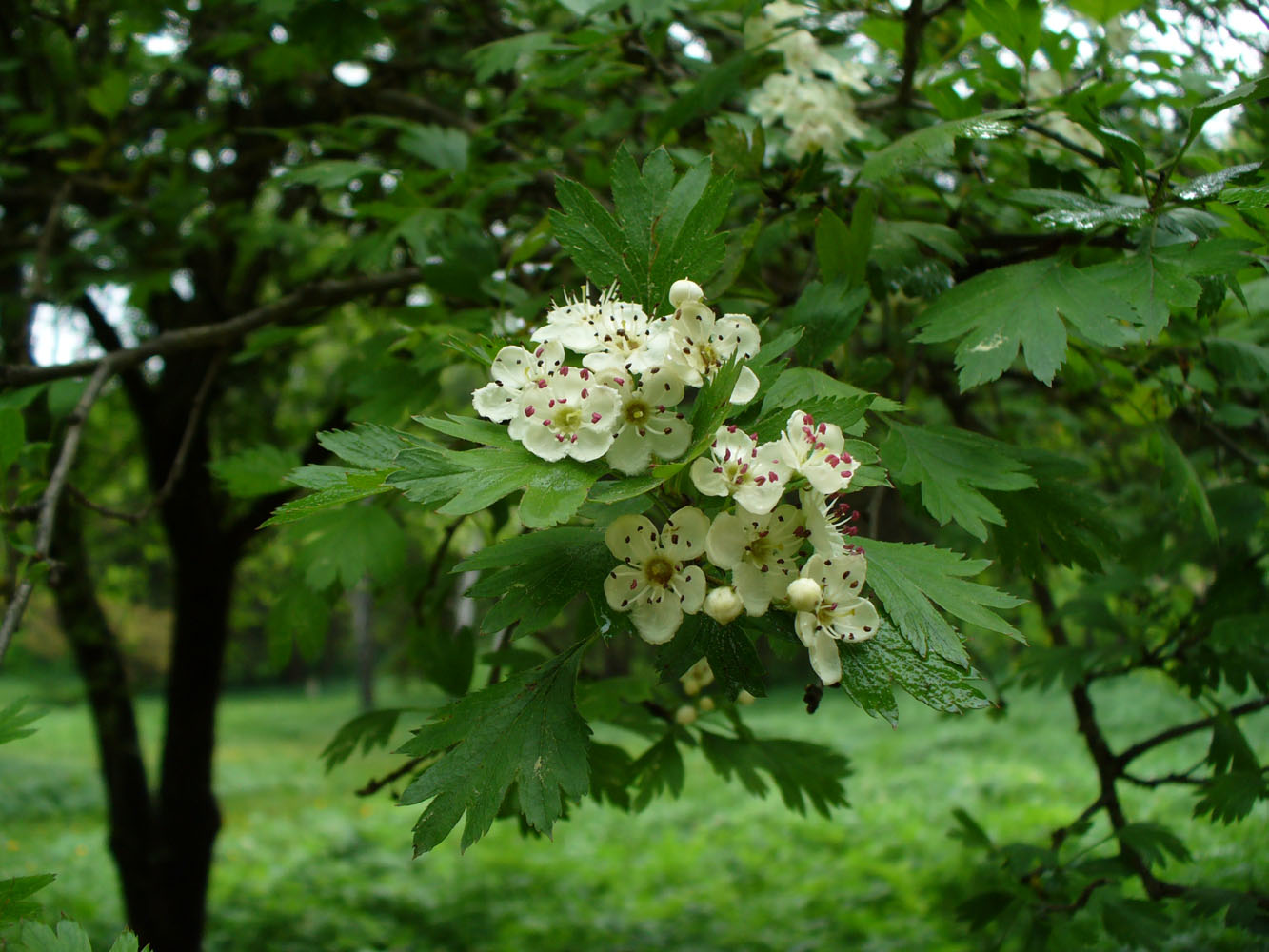 Изображение особи род Crataegus.