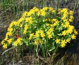 Caltha palustris