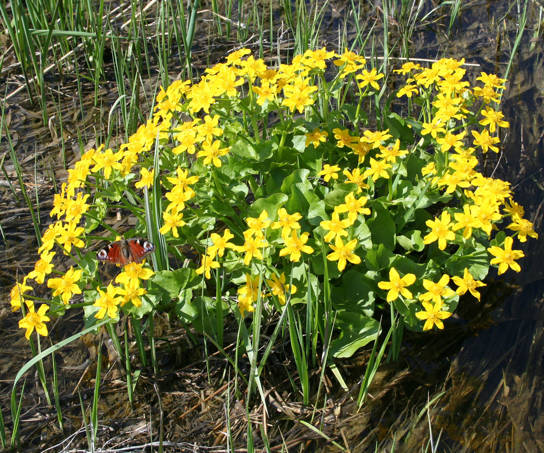 Изображение особи Caltha palustris.