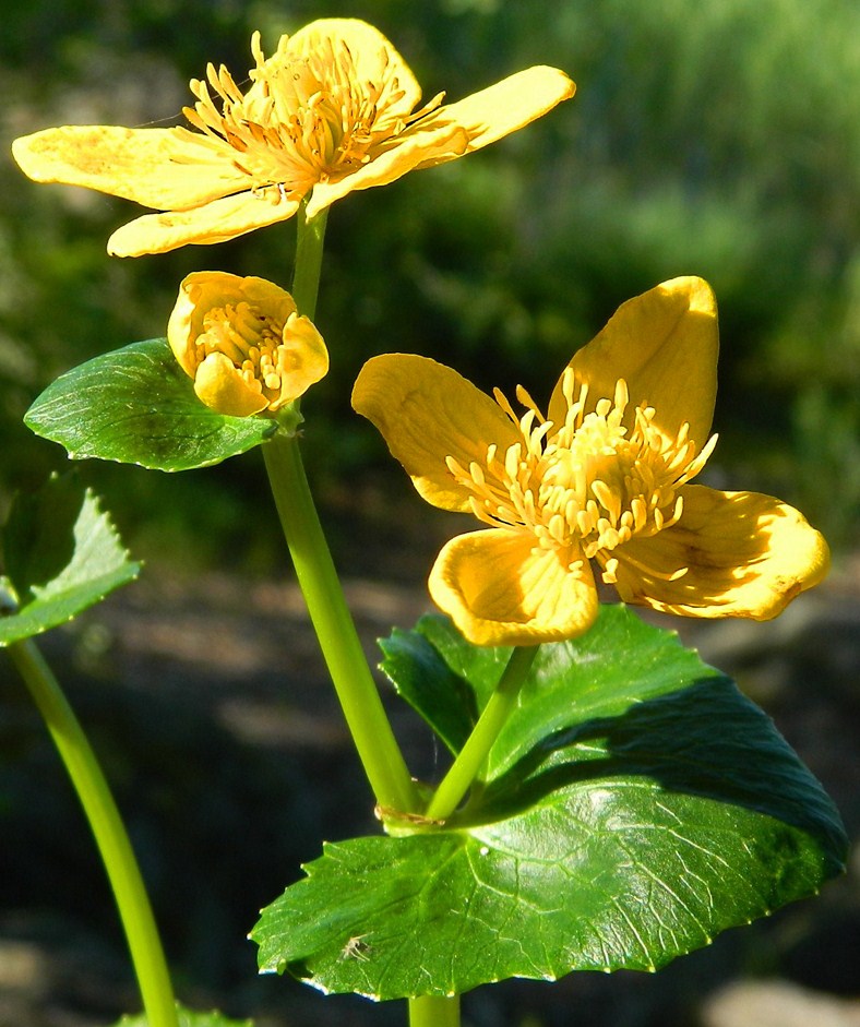 Изображение особи Caltha palustris.