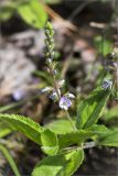 Veronica officinalis. Верхушка побега с соцветием. Ленинградская обл., Ломоносовский р-н, Копорье, опушка смешанного леса. 22.06.2014.