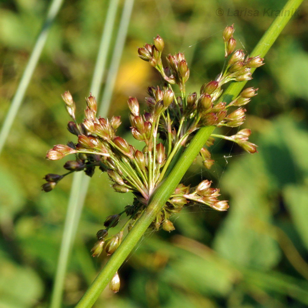 Изображение особи Juncus decipiens.